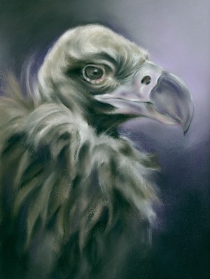 Vulture Portrait with Purple